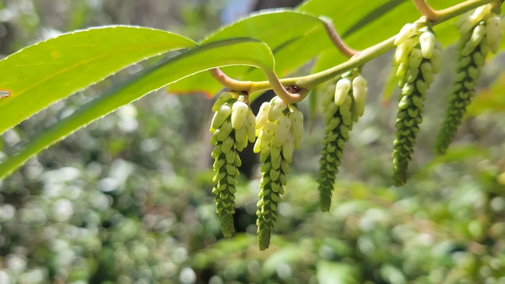 Leucothoe Fontanesiana