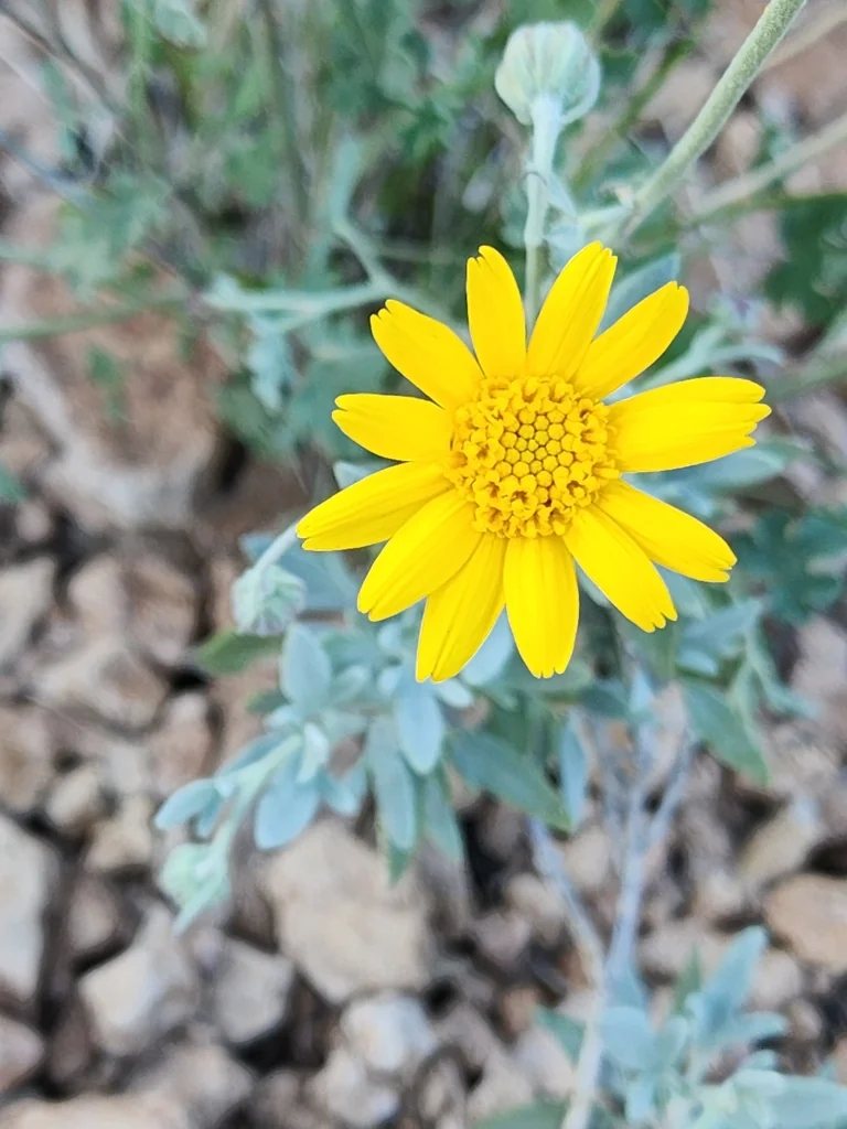 Bahia Absinthifolia