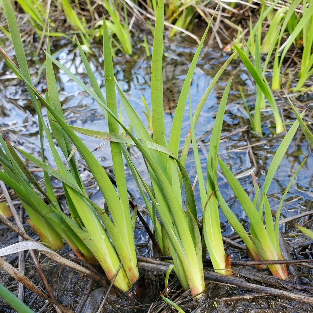 Juncus Xiphioides