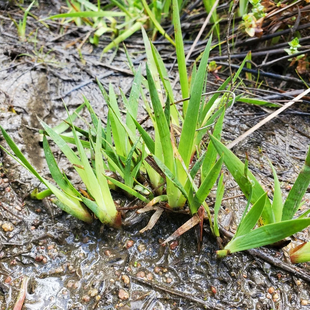 Juncus Xiphioides