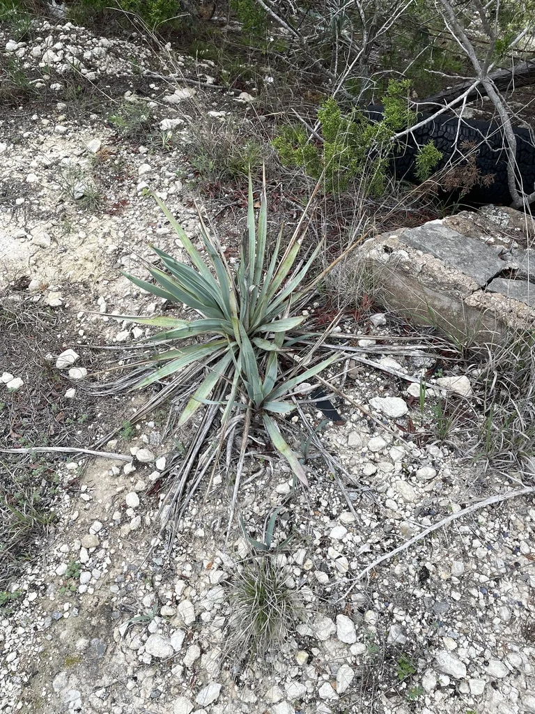 Yucca Pallida