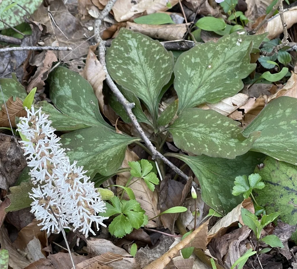 Pachysandra Procumbens