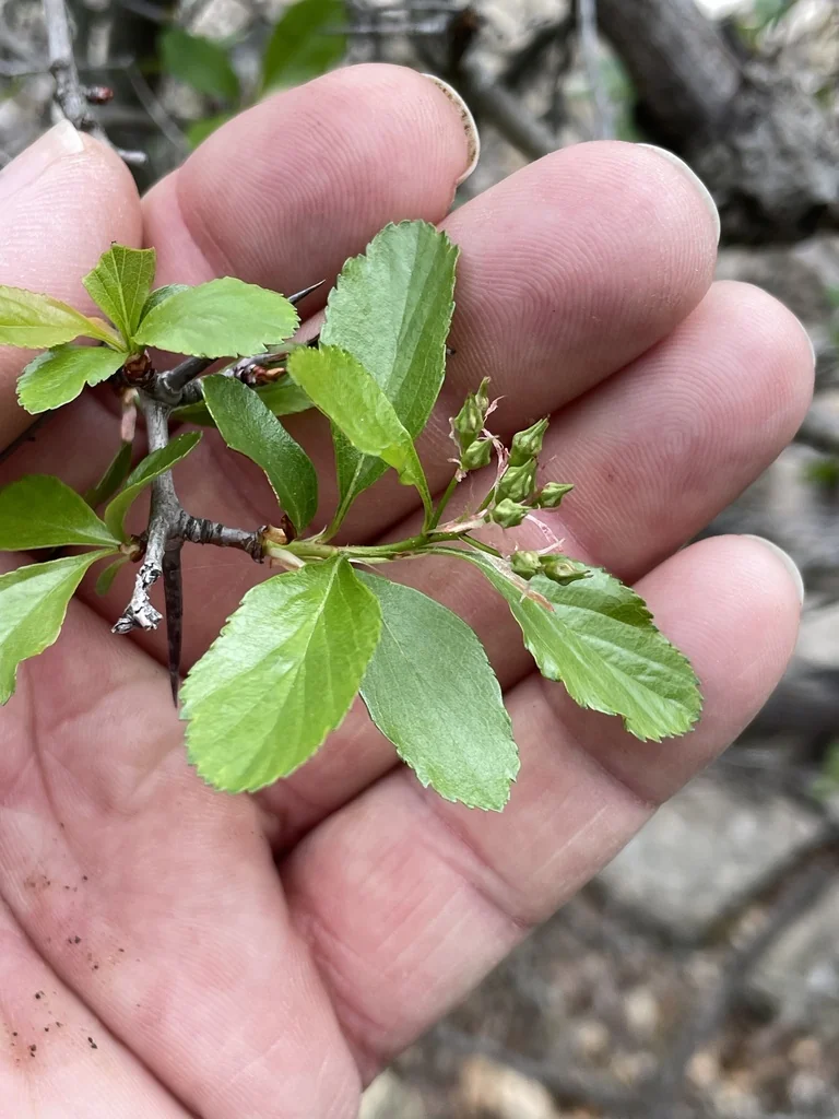 Crataegus Crus-Galli