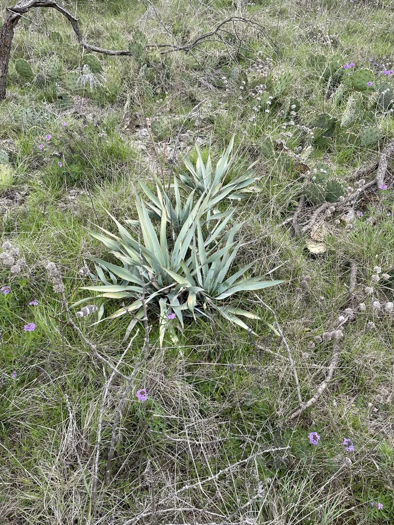 Yucca Pallida