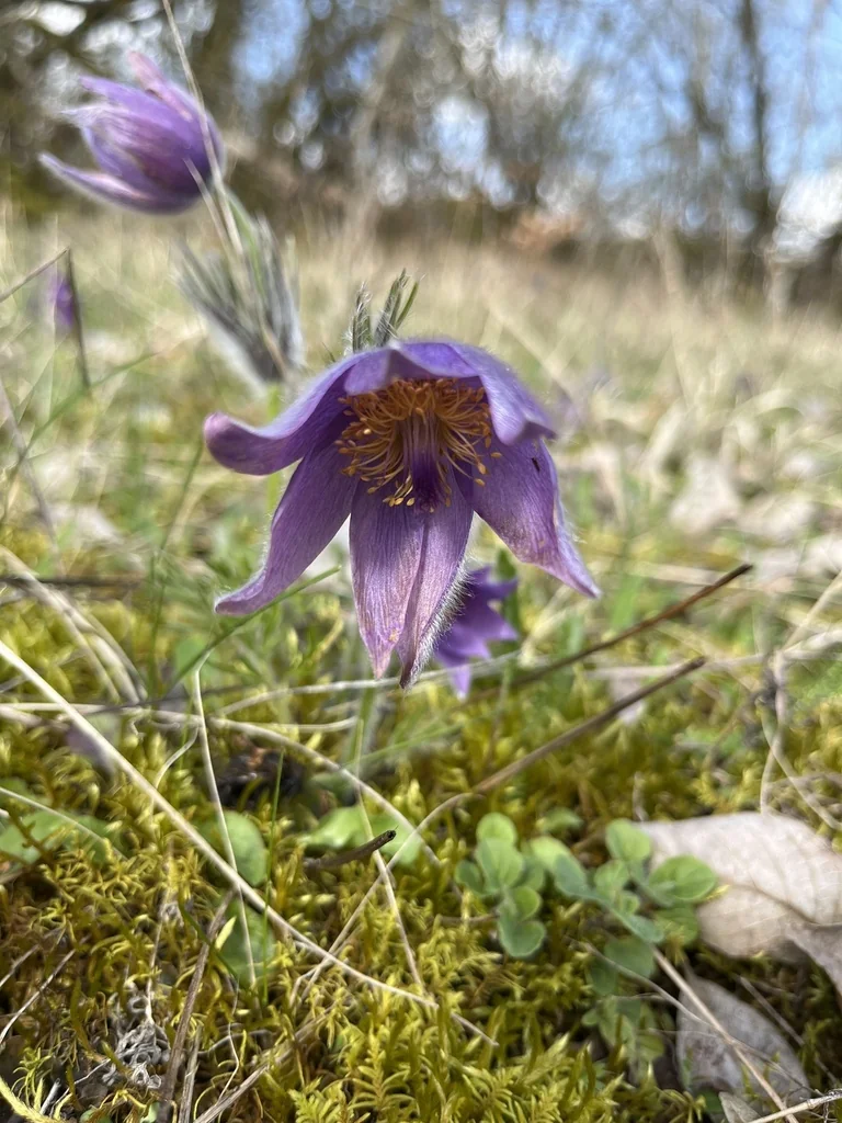 Pulsatilla Vulgaris