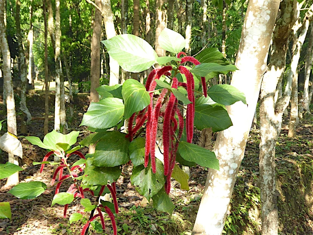 Acalypha hispida