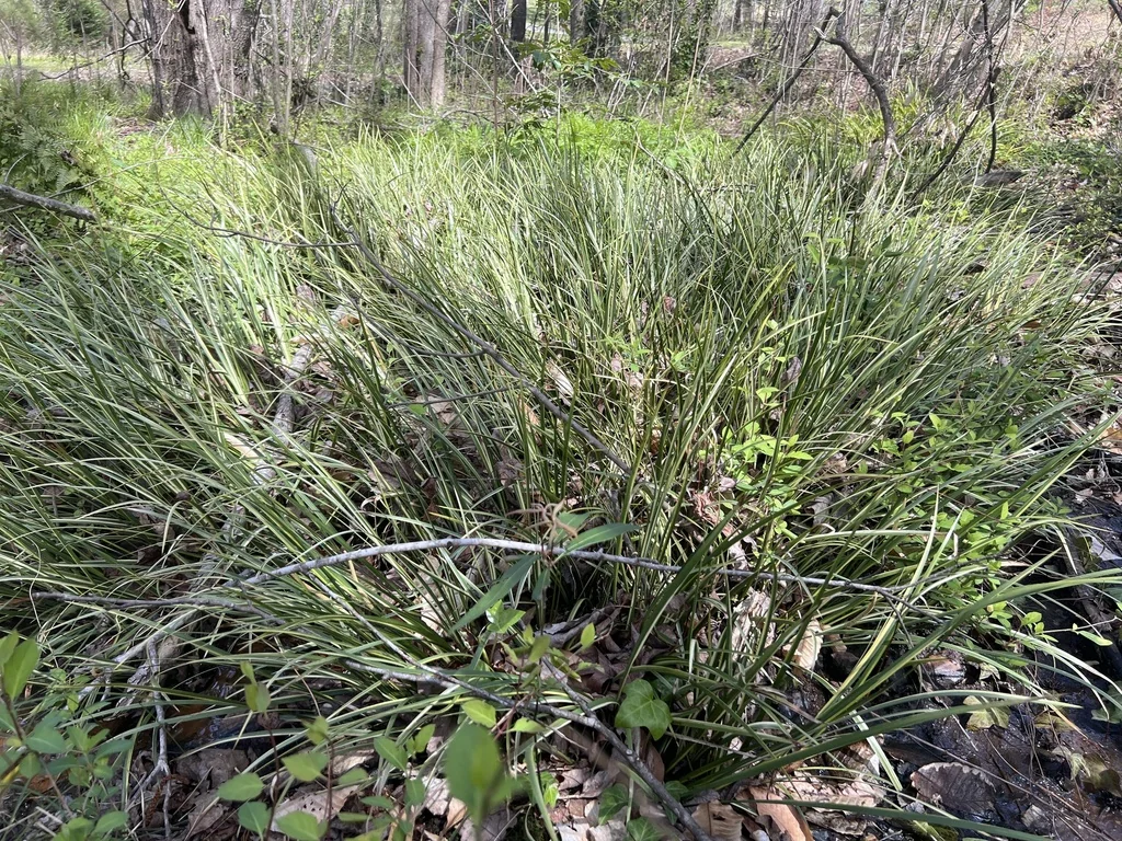 Acorus gramineus