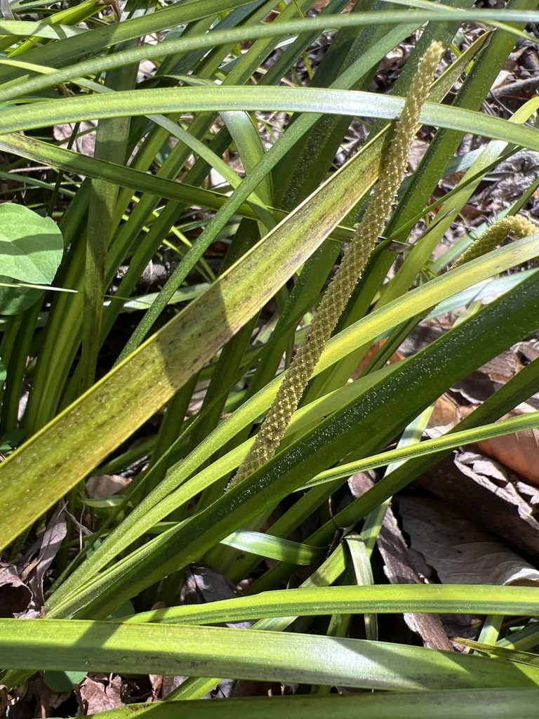 Acorus gramineus