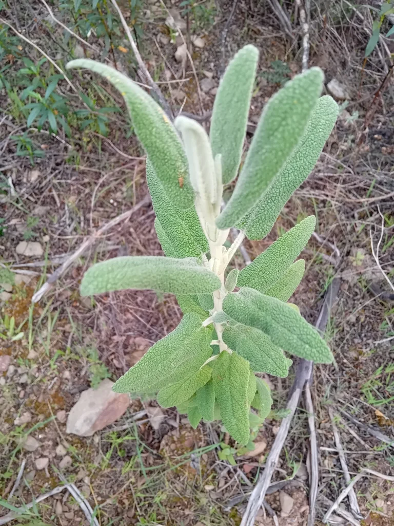 Phlomis Purpurea