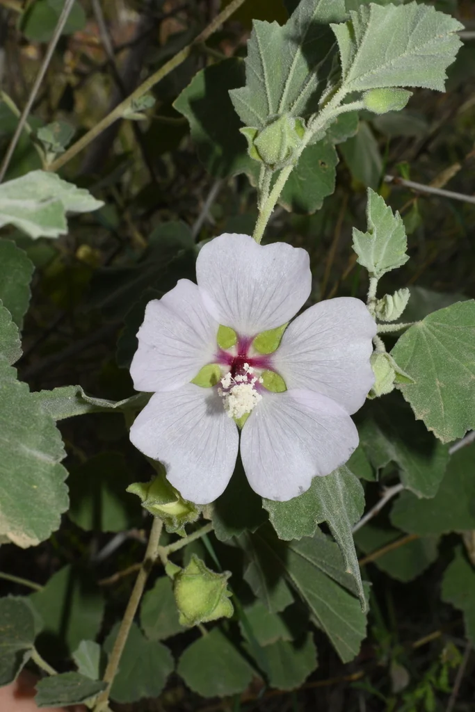 Lavatera Maritima