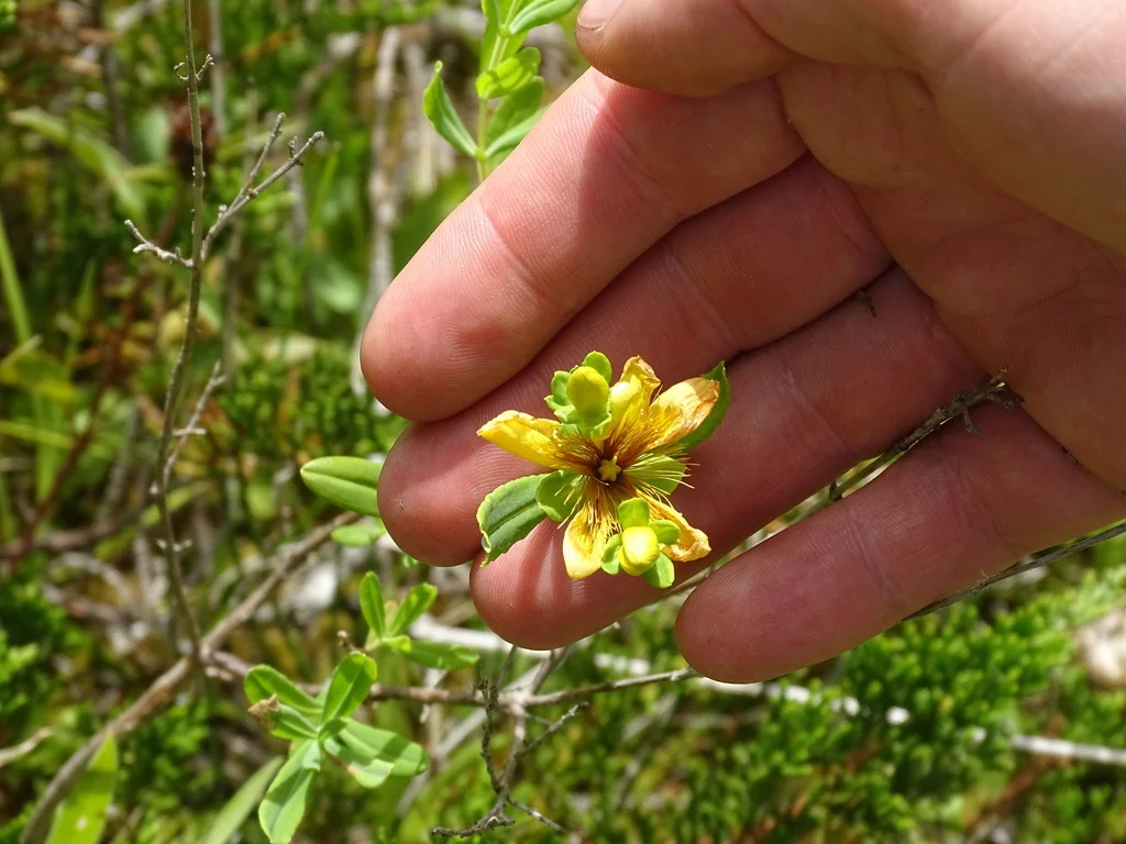 Hypericum Kalmianum