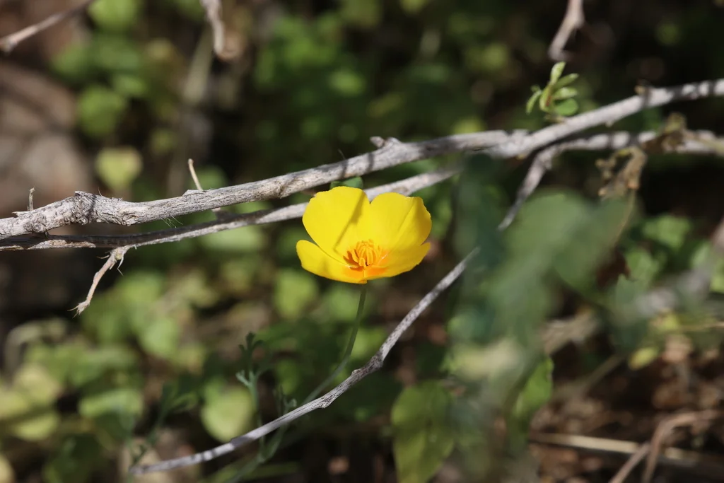 Eschscholzia Mexicana