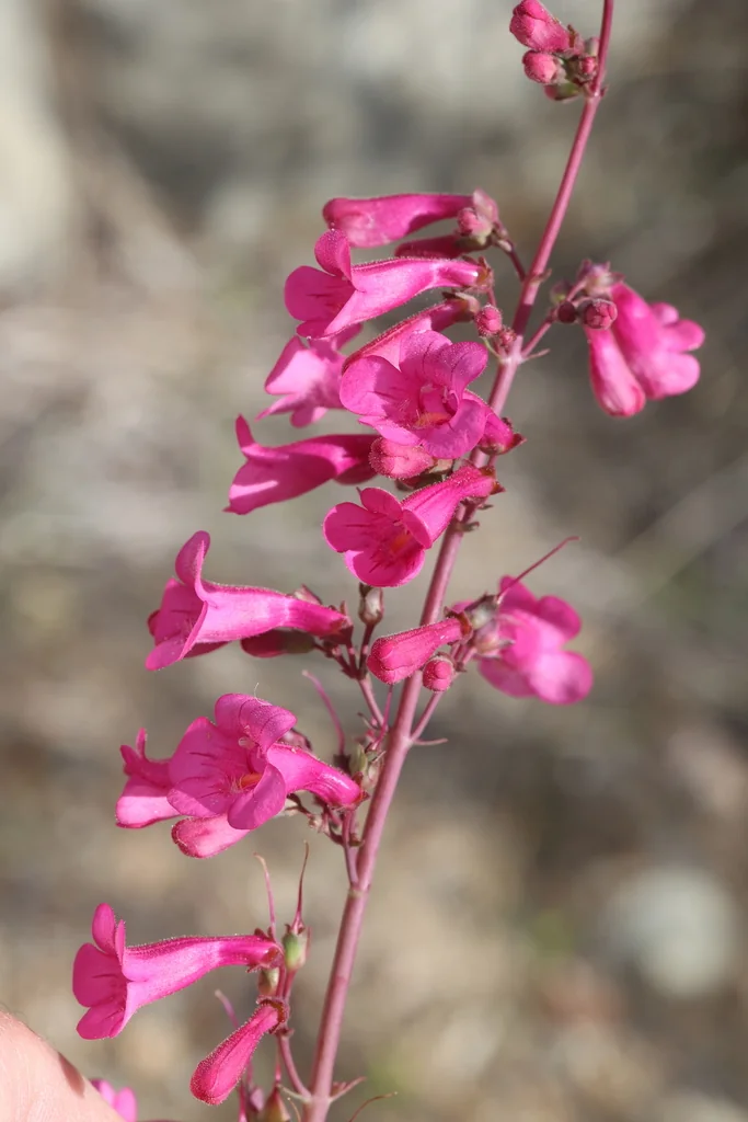 Penstemon Parryi