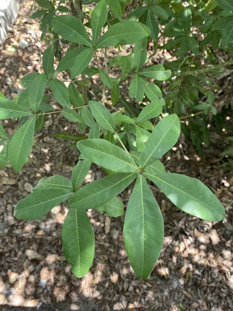 Quercus laurifolia