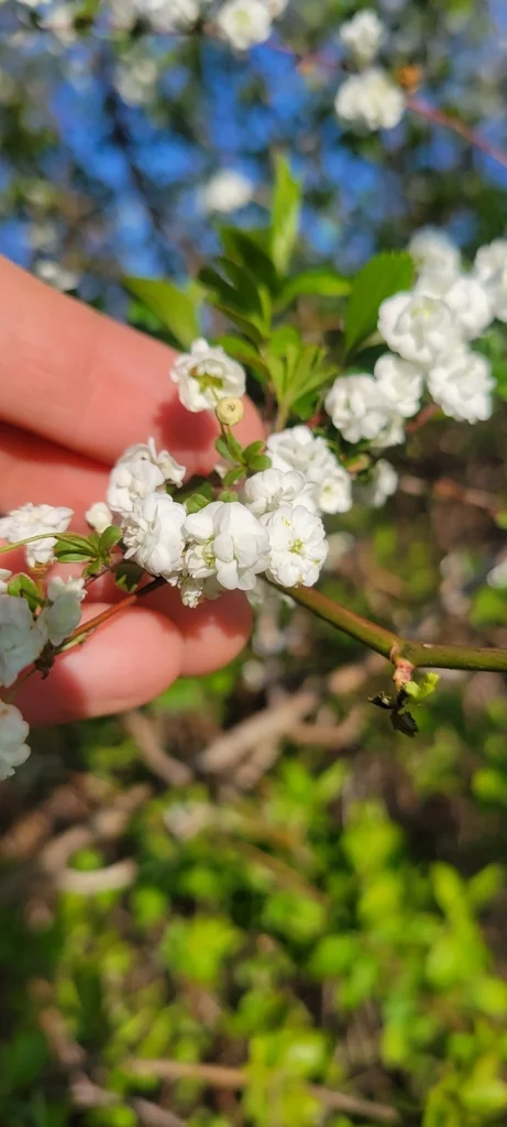 Spiraea Prunifolia