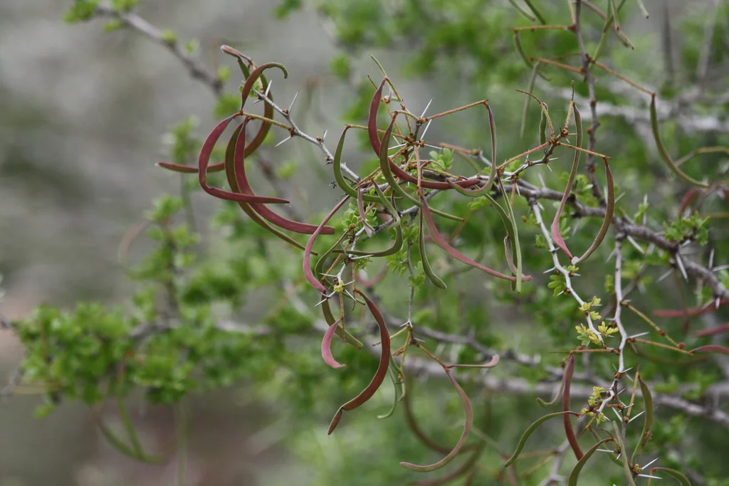 Acacia Rigidula