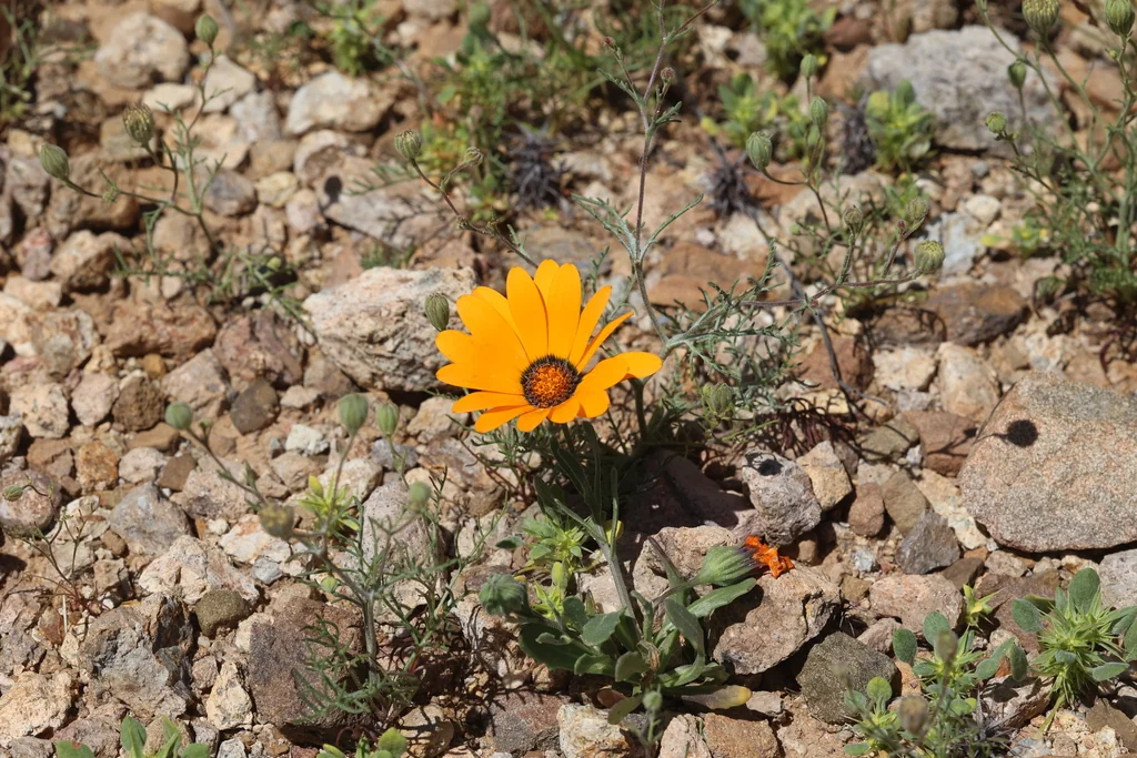 Dimorphotheca Aurantiaca