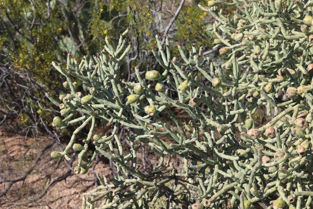 Cylindropuntia Arbuscula