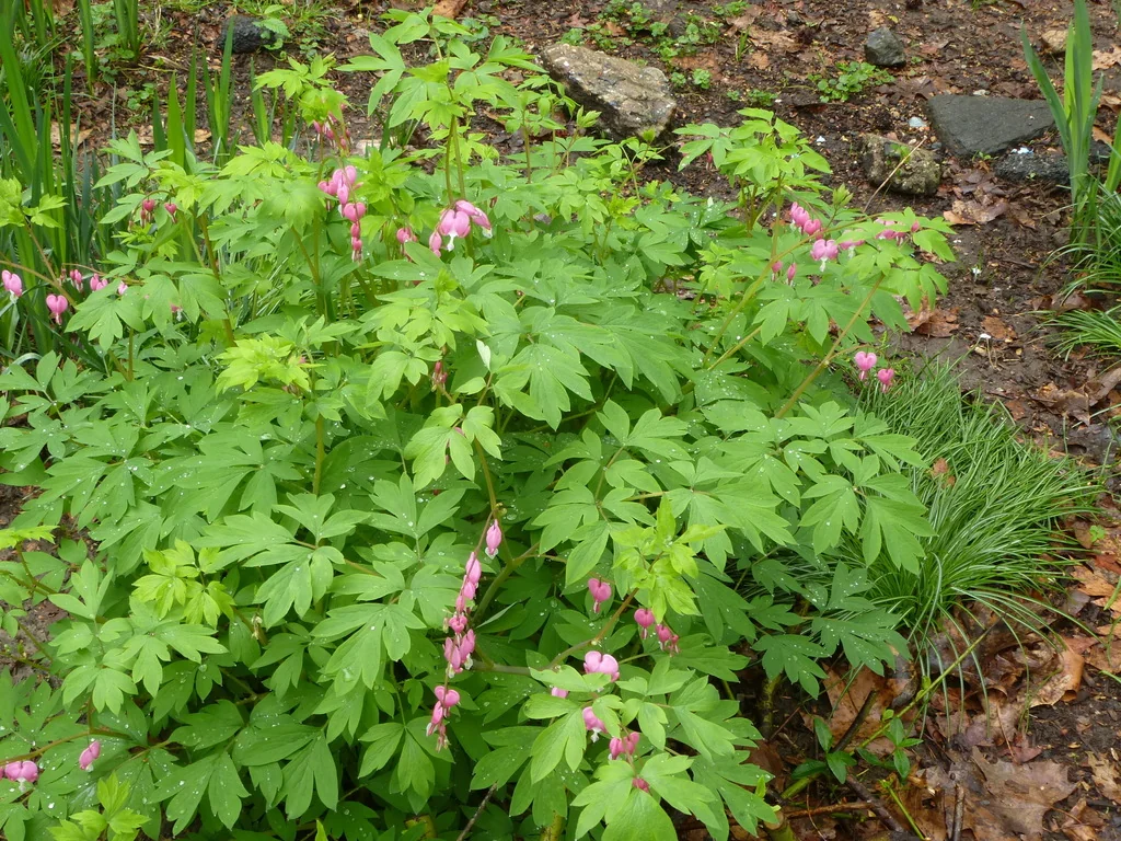 Dicentra spectabilis