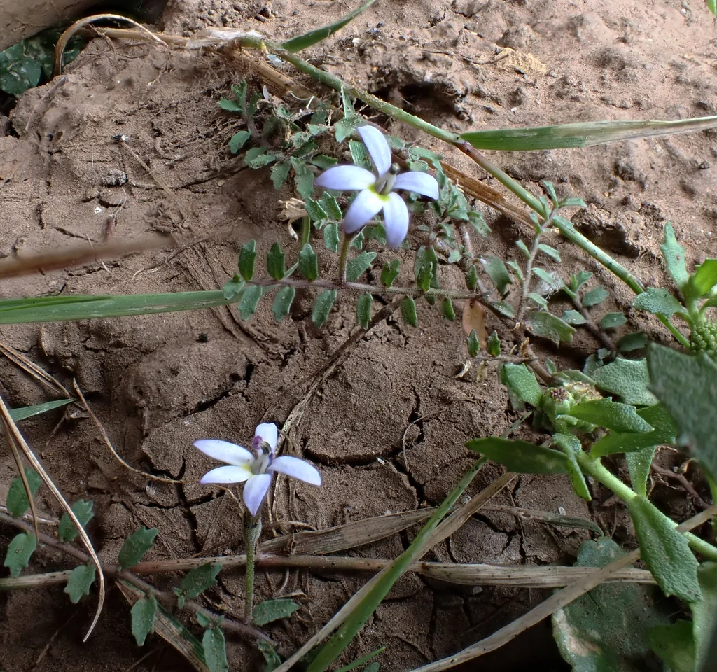 Pratia Pedunculata