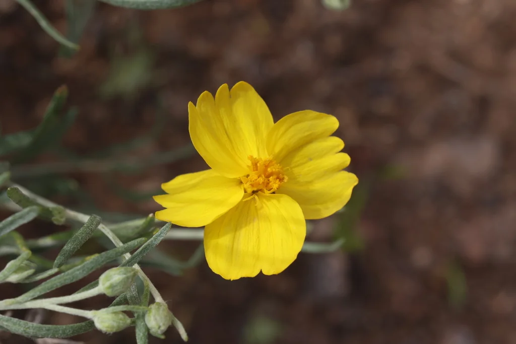 Psilostrophe Cooperi