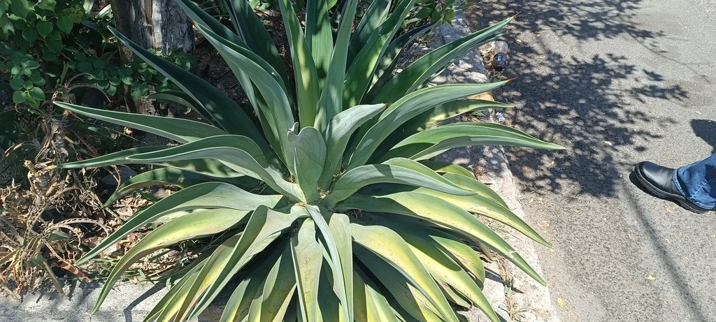Agave Desmetiana