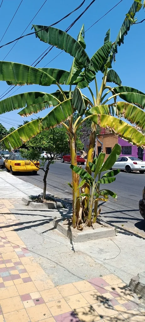 Musa X Paradisiaca