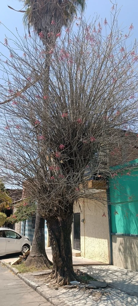 Erythrina Coralloides