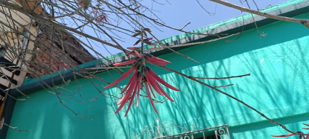 Erythrina Coralloides