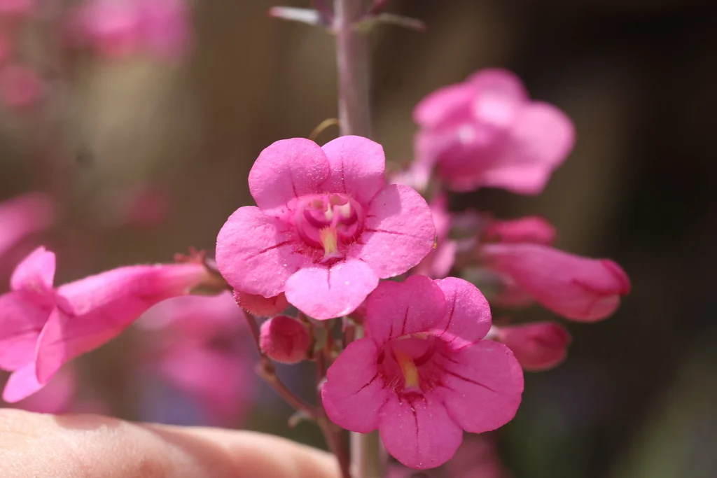 Penstemon Parryi