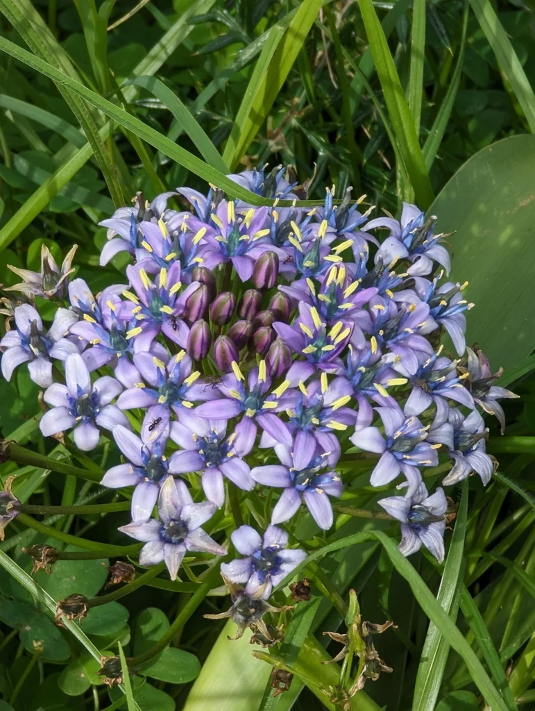 Scilla Peruviana