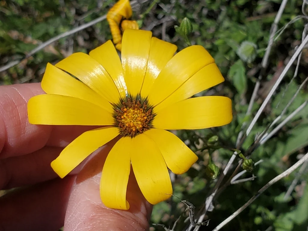 Dimorphotheca Aurantiaca