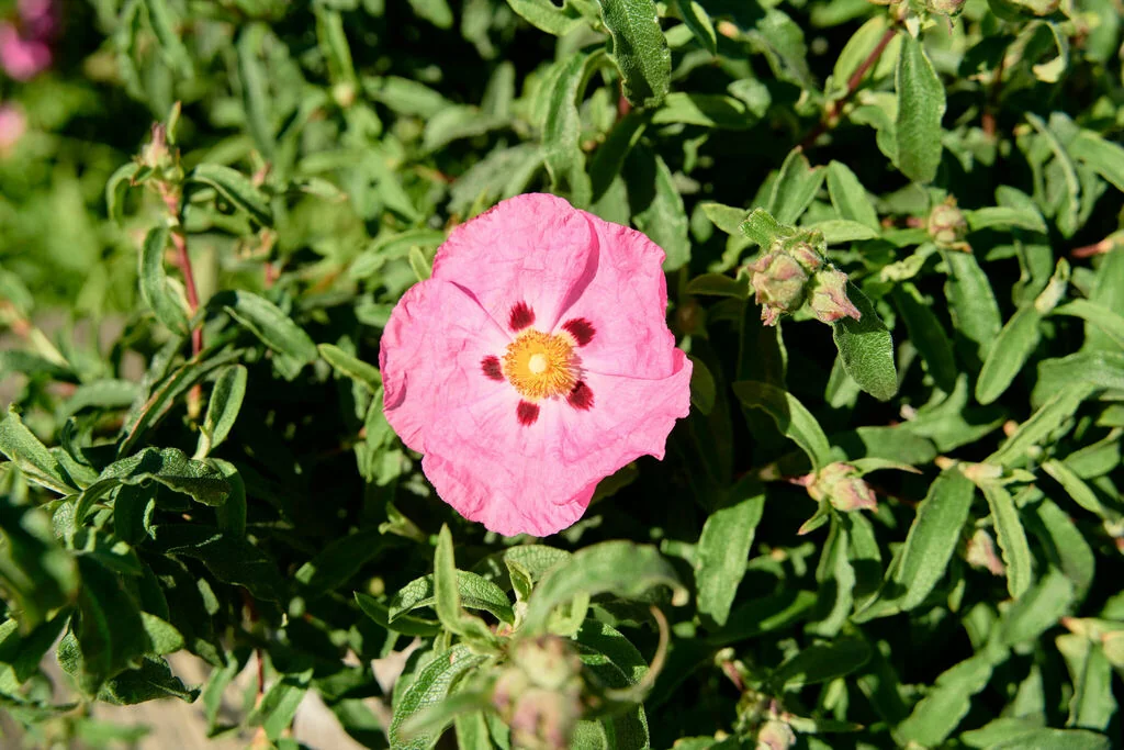 Cistus X Purpureus