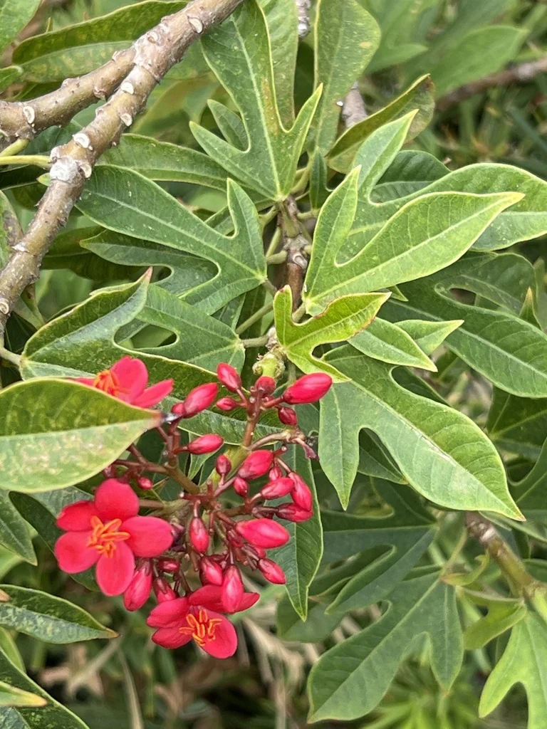 Jatropha Integerrima