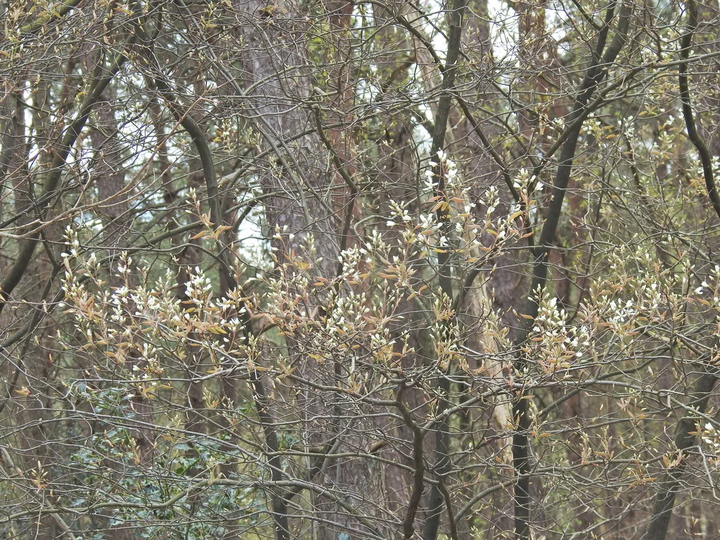 Amelanchier Lamarckii