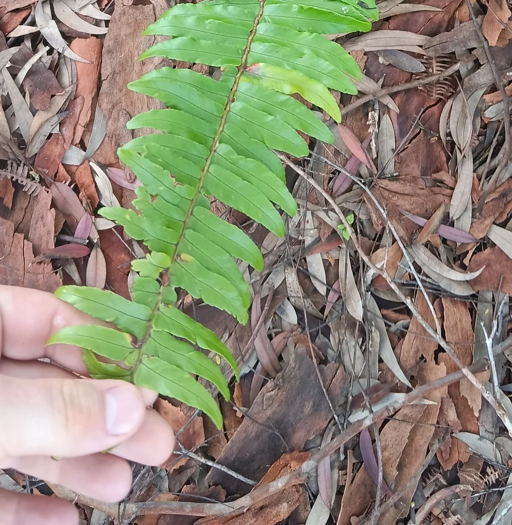 Nephrolepis Exaltata