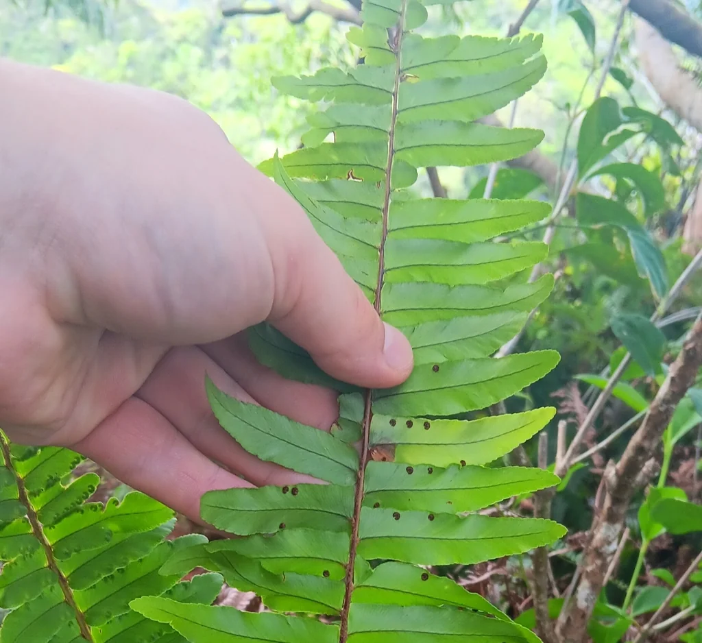 Nephrolepis Exaltata