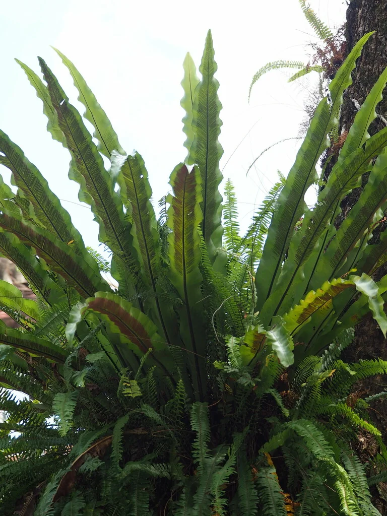 Asplenium Nidus