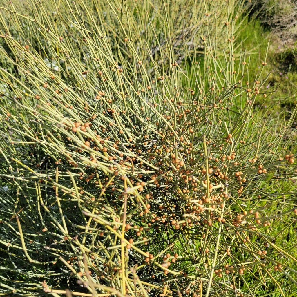 Ephedra Californica