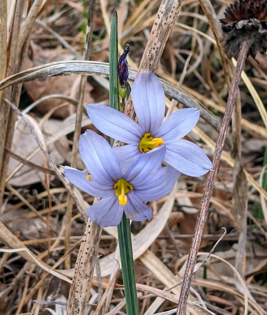 Sisyrinchium Campestre