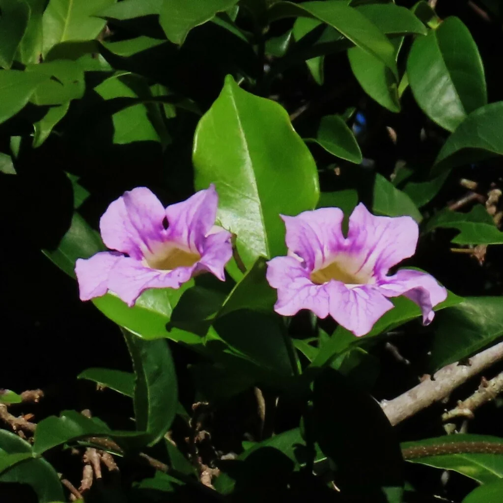 Clytostoma Callistegioides