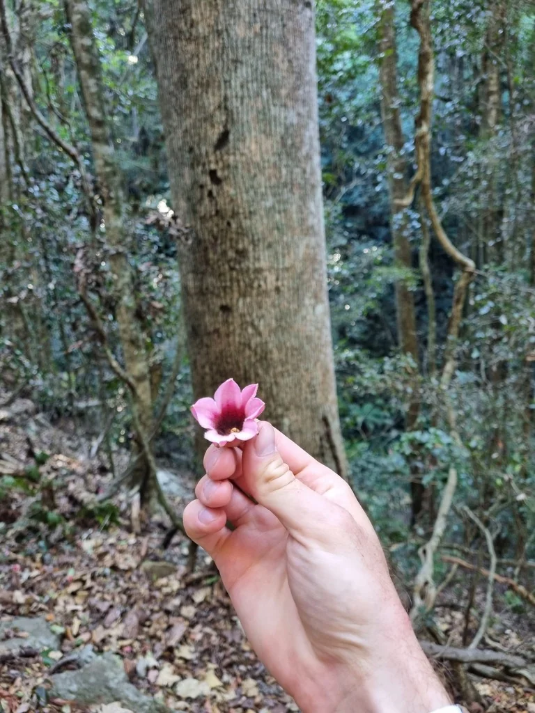 Brachychiton Discolor