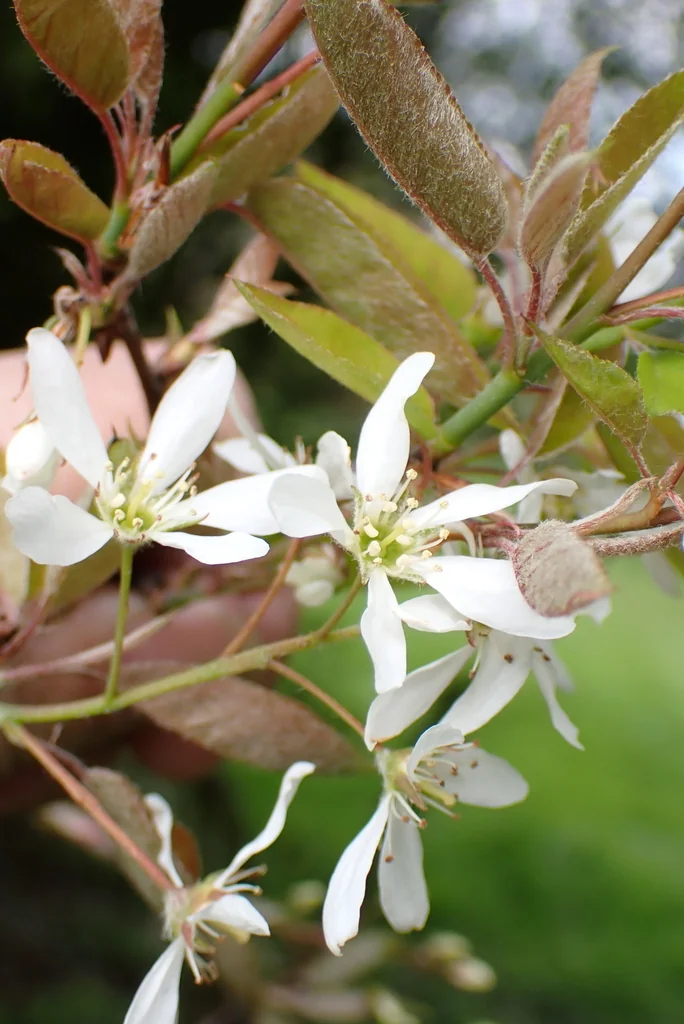 Amelanchier Lamarckii