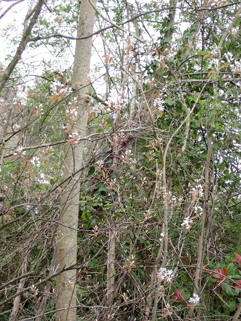 Amelanchier Lamarckii