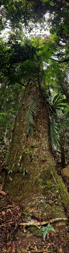 Araucaria Bidwillii