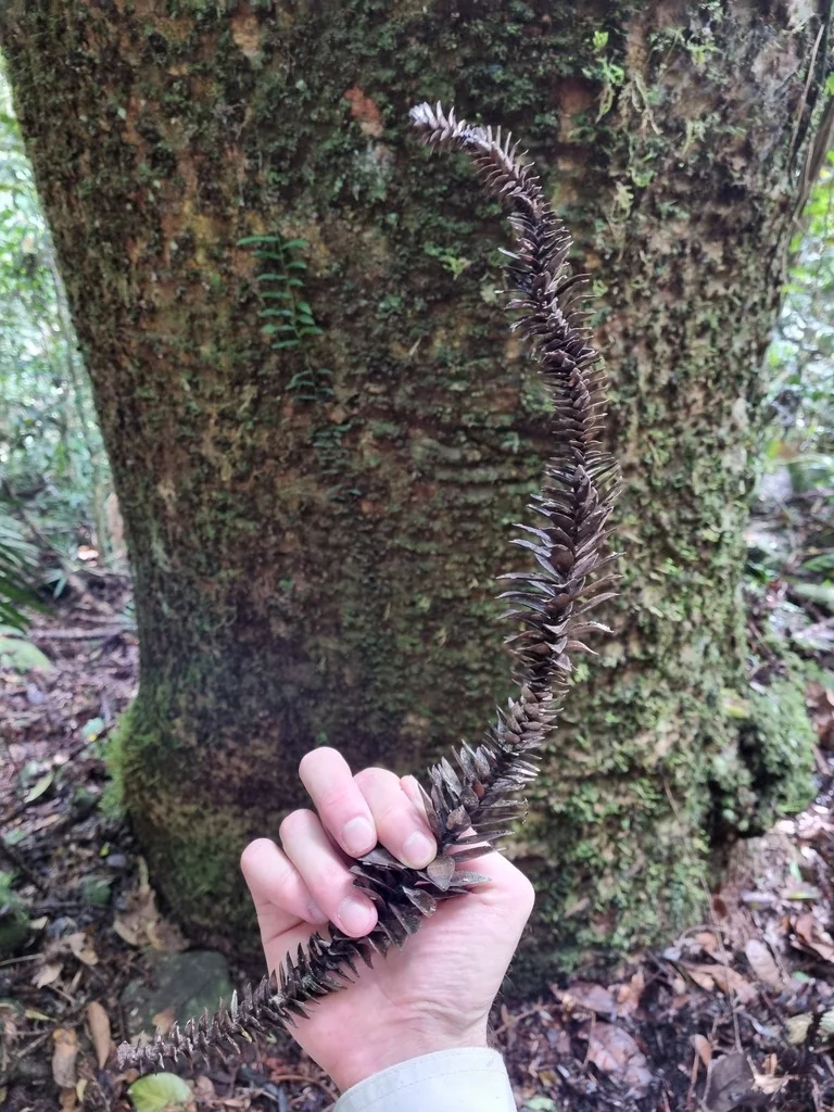 Araucaria Bidwillii