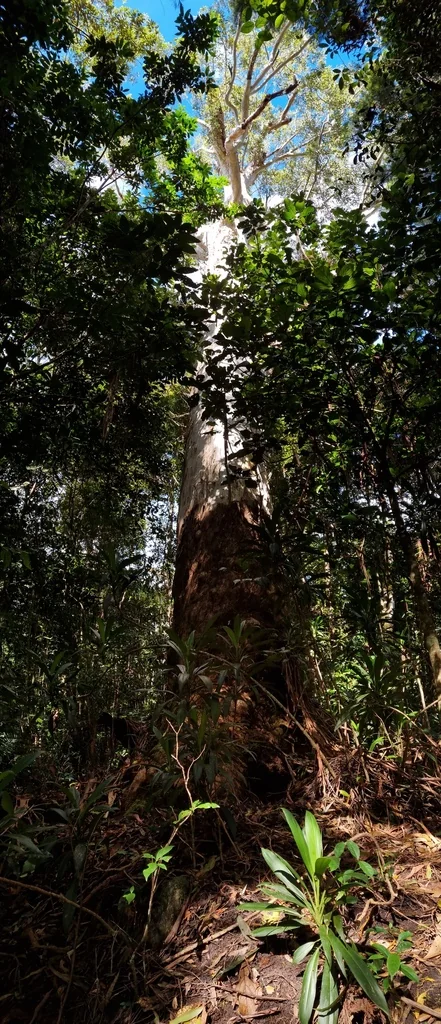 Eucalyptus grandis