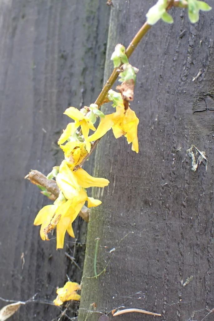 Forsythia x intermedia