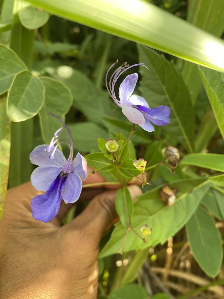Clerodendrum Ugandense