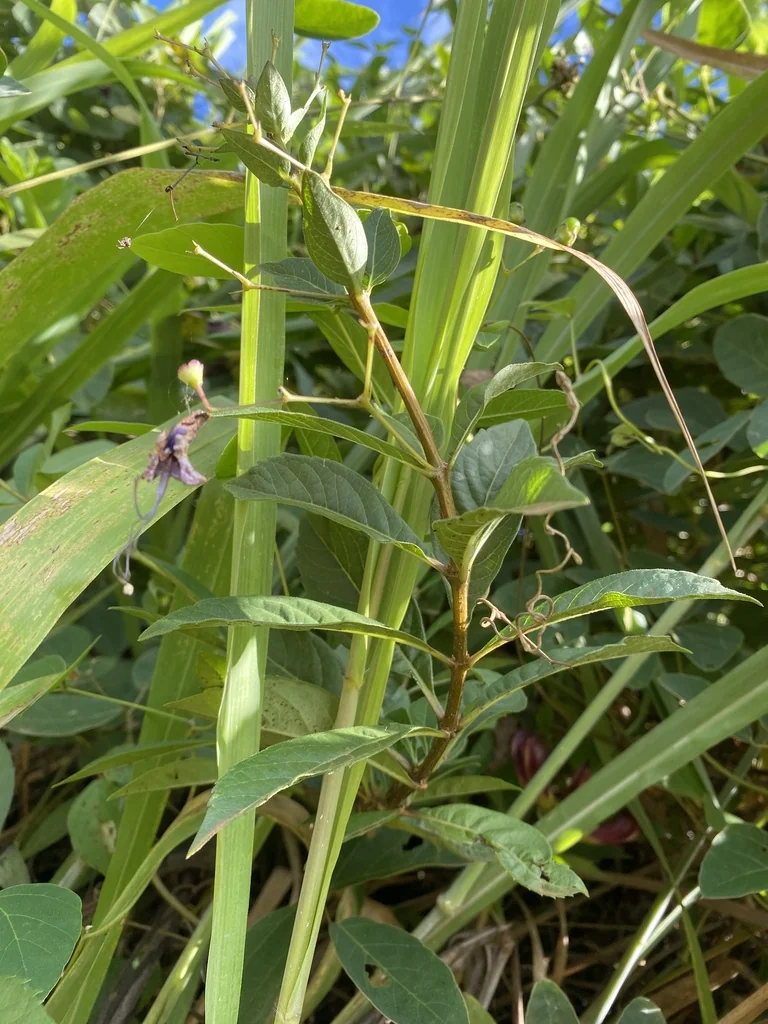 Clerodendrum Ugandense